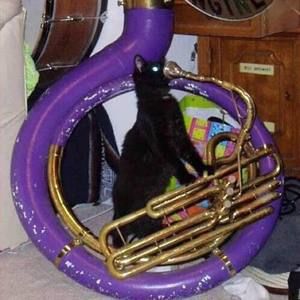 Meet your Posher, Cat